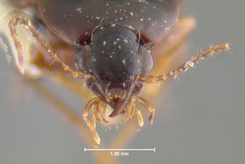 Media type: image;   Entomology 35414 Aspect: head frontal view